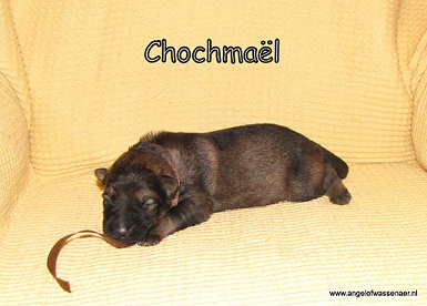 Chochmaël, 1 week